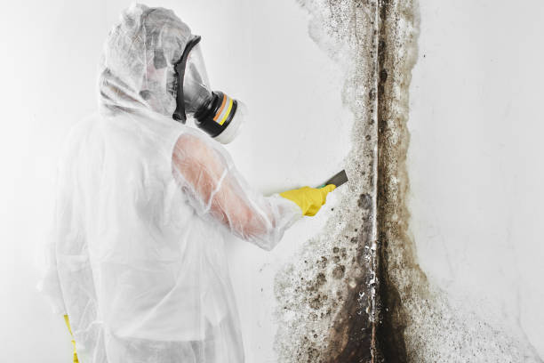 Best HVAC Mold Remediation in Madison Heights, MI
