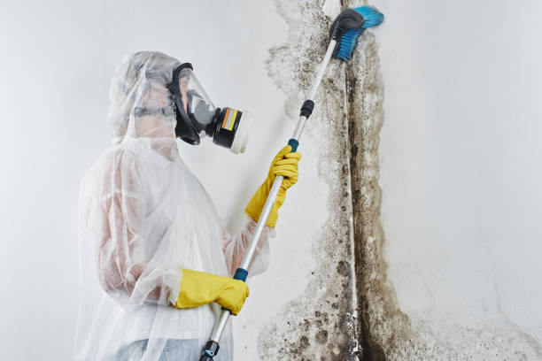 Best Residential Mold Remediation in Madison Heights, MI