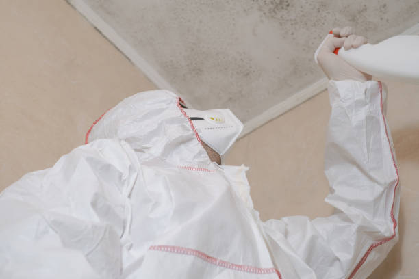 Best Emergency Mold Remediation in Madison Heights, MI