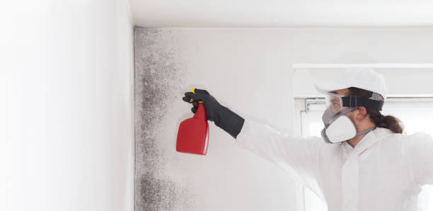 Best Insurance-Related Mold Remediation in Madison Heights, MI