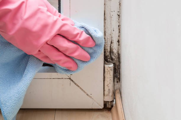 Best White Mold Remediation in Madison Heights, MI